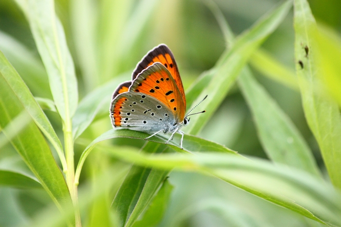 Lycaena dispar e altri licenidi.